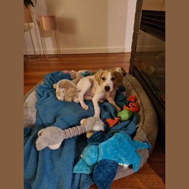 Photo of Poppy