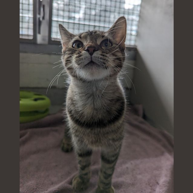 Photo of Meow