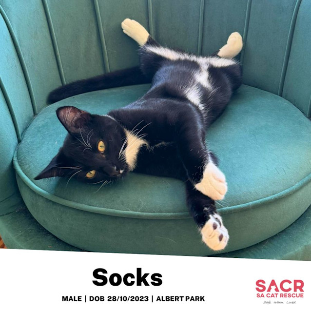 Photo of Socks