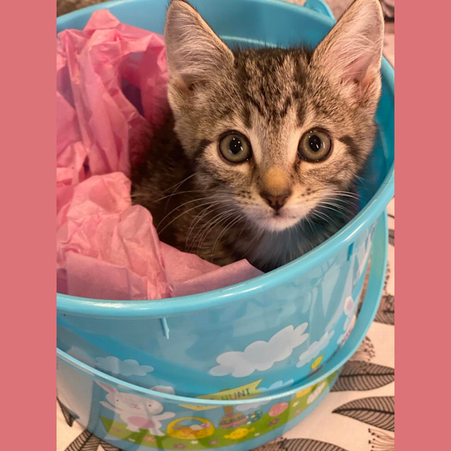Photo of Frankie