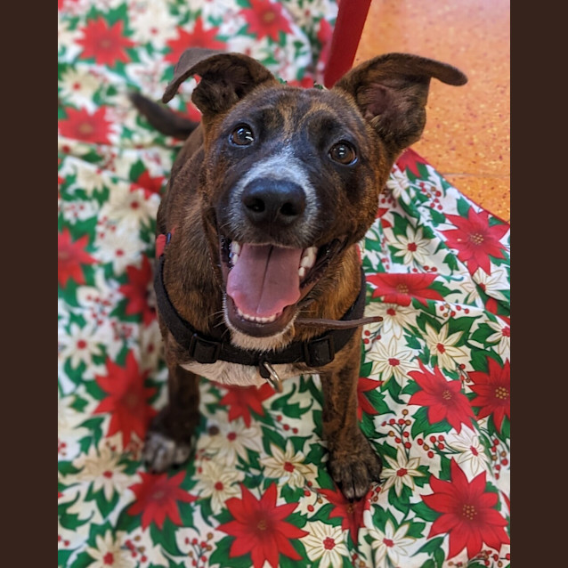 Photo of Sherlock