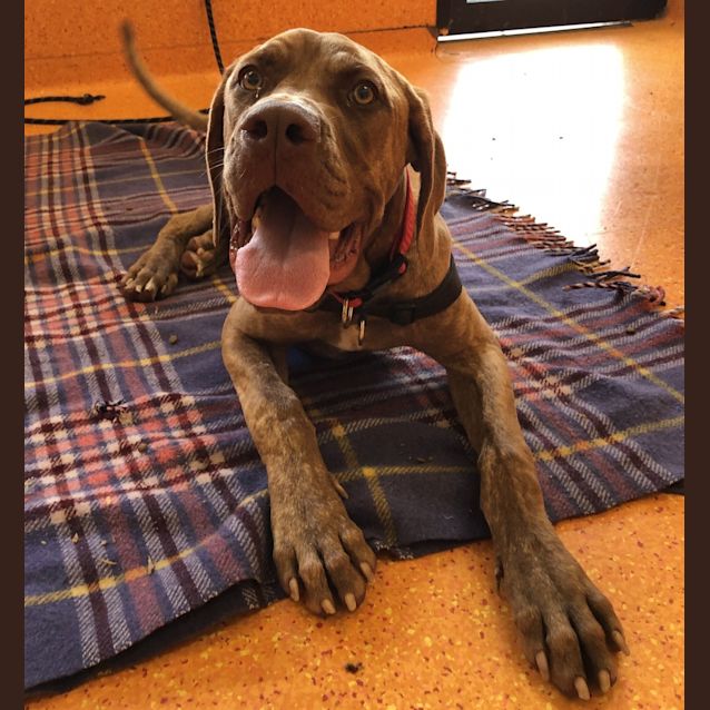 Photo of Rover