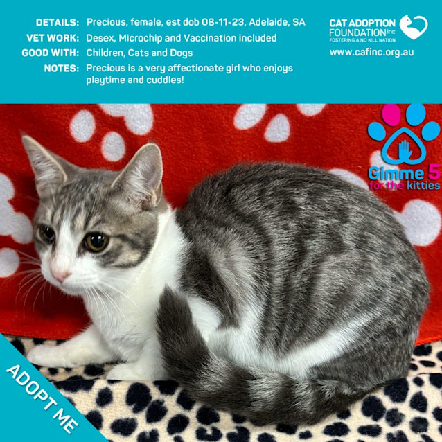 Photo of Precious Just $50 Limited Time!