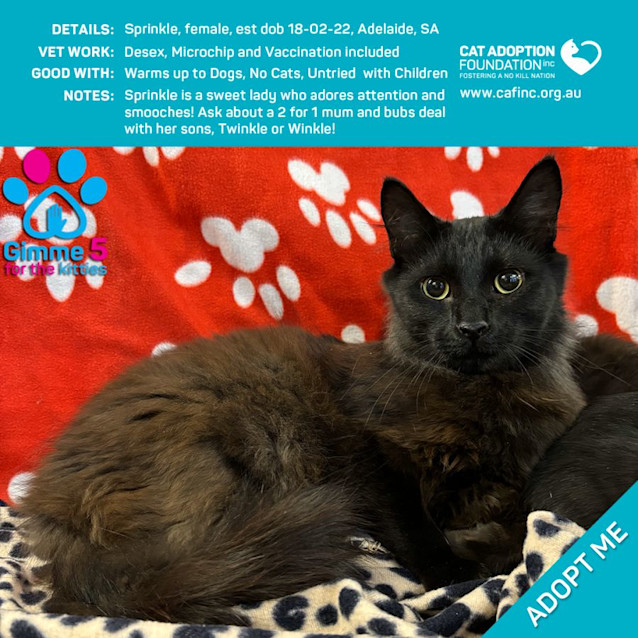 Photo of Sprinkle Just $39 Limited Time!