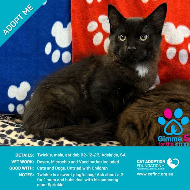 Photo of Twinkle Just $50 Limited Time!