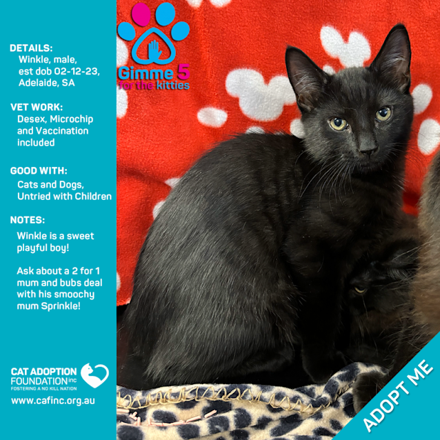 Photo of Winkle Just $50 Limited Time!