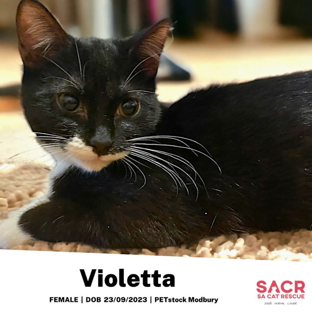 Photo of Violetta