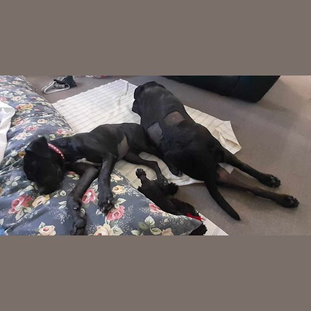 Photo of Penny