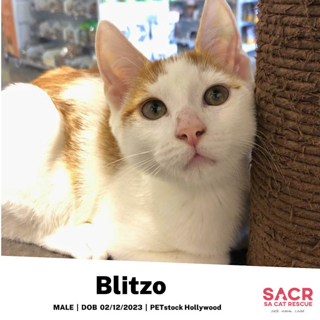 Photo of Blitzo