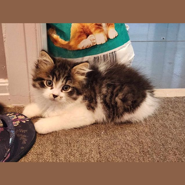 Photo of Ned   Located In Templestowe