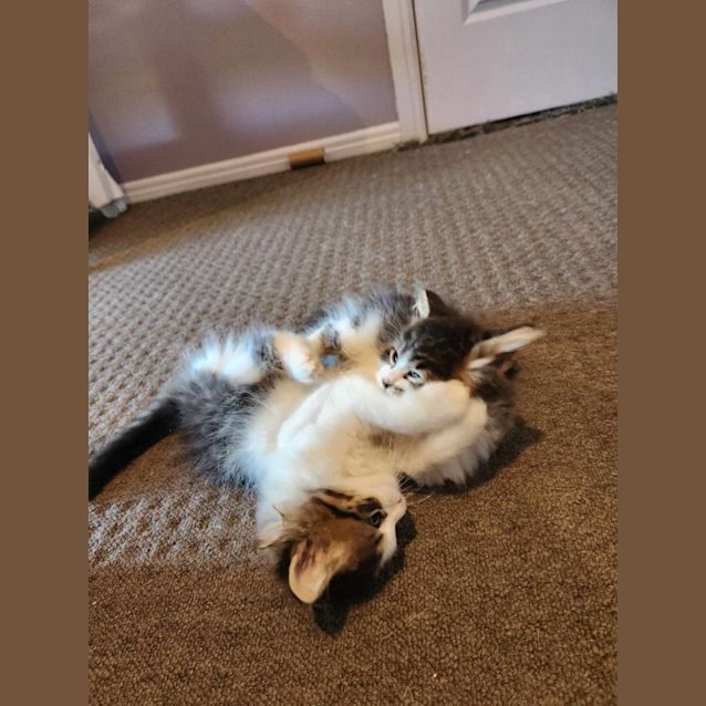 Photo of Ned   Located In Templestowe