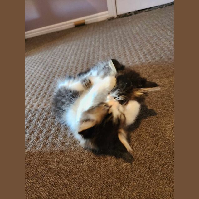 Photo of Ned   Located In Templestowe