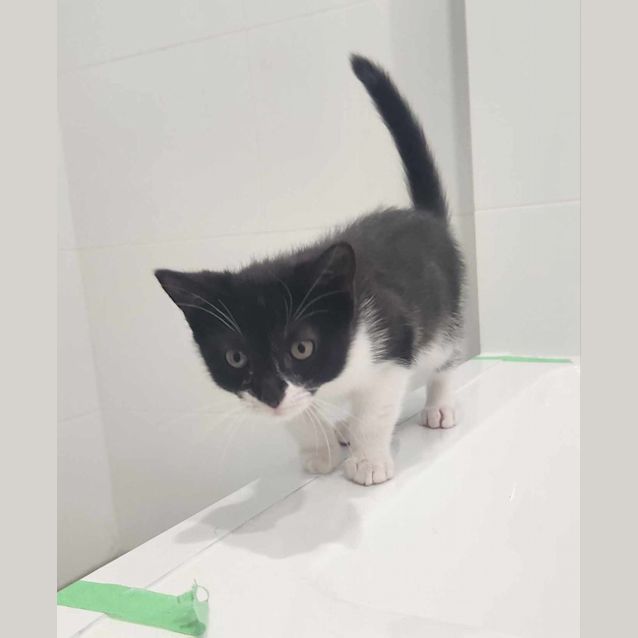 Photo of Bart   Located In Templestowe