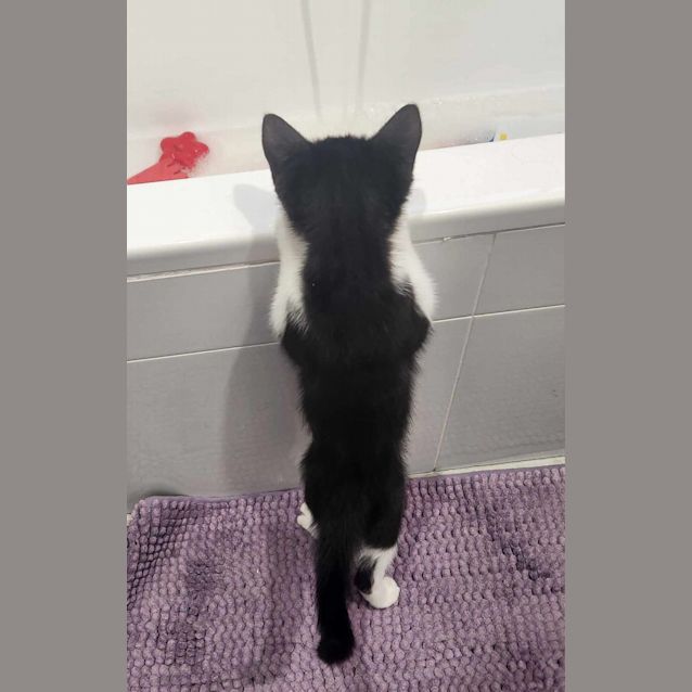 Photo of Bart   Located In Templestowe