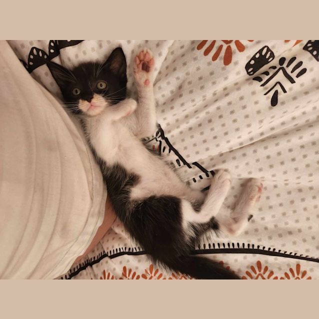 Photo of Bart   Located In Templestowe