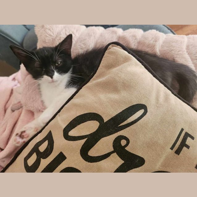 Photo of Bart   Located In Templestowe