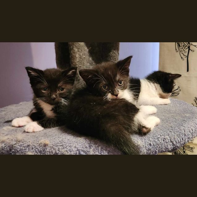 Photo of Bart   Located In Templestowe