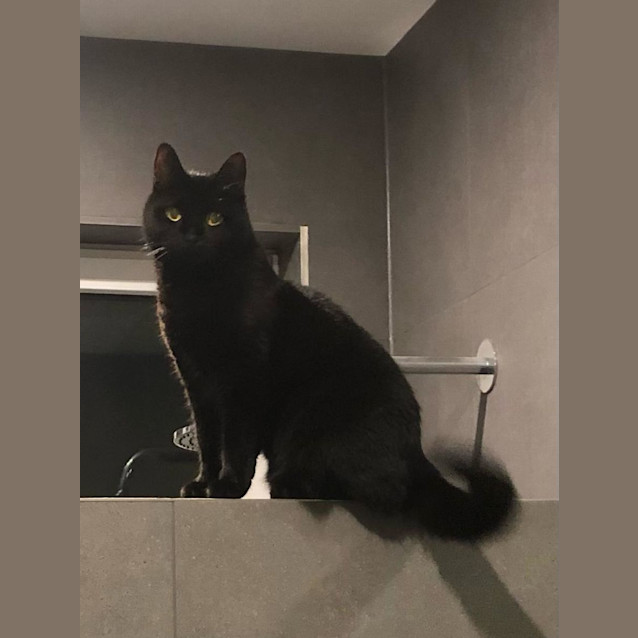 Photo of Maple