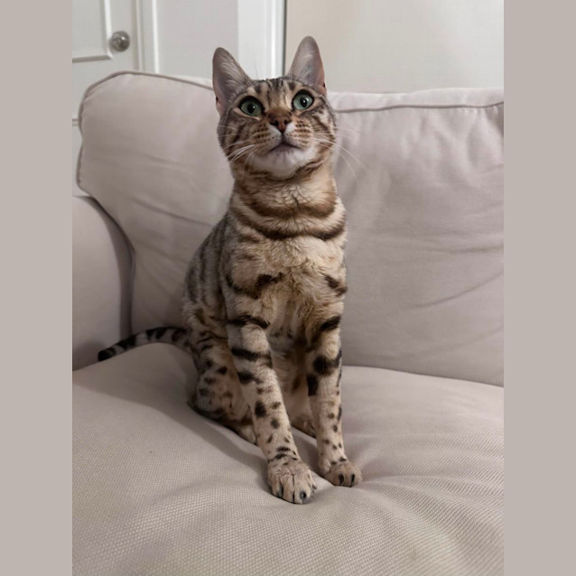 Photo of Clover 🍀 