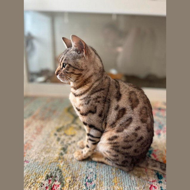 Photo of Clover 🍀 