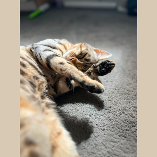 Photo of Clover 🍀 