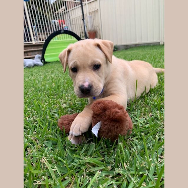 Photo of Coco's Boys   8 Week Old Staffy Pups