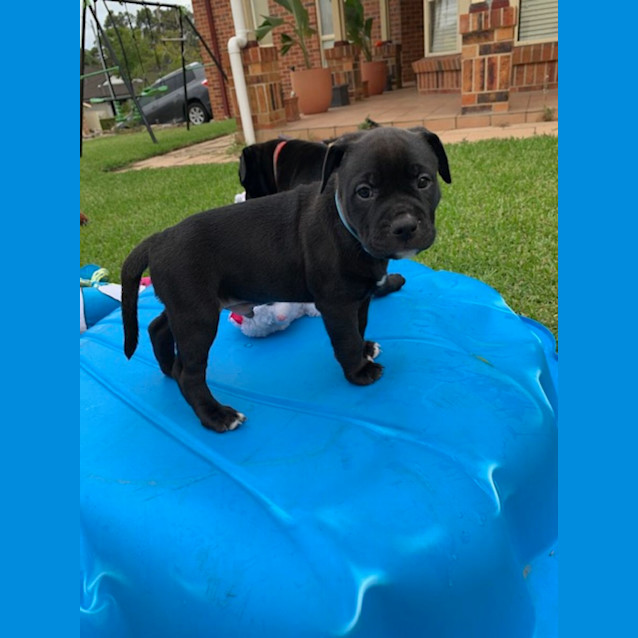 Photo of Coco's Boys   8 Week Old Staffy Pups