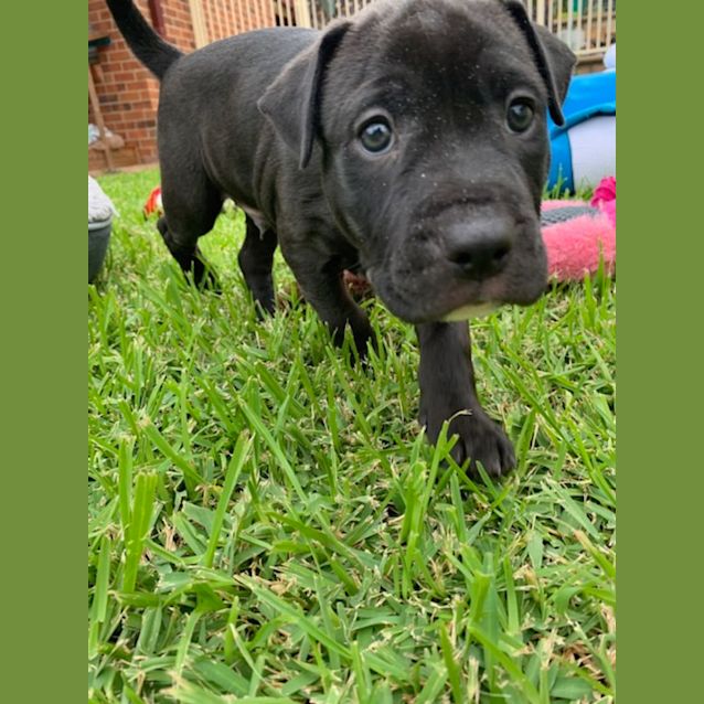 Photo of Coco's Boys   8 Week Old Staffy Pups