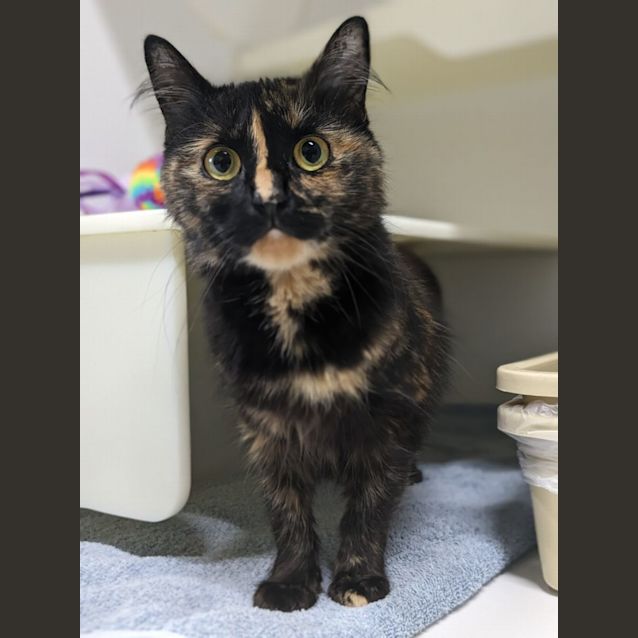 Photo of 🎀 Meesha F02853 🎀