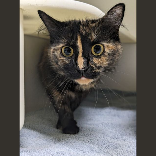 Photo of 🎀 Meesha F02853 🎀