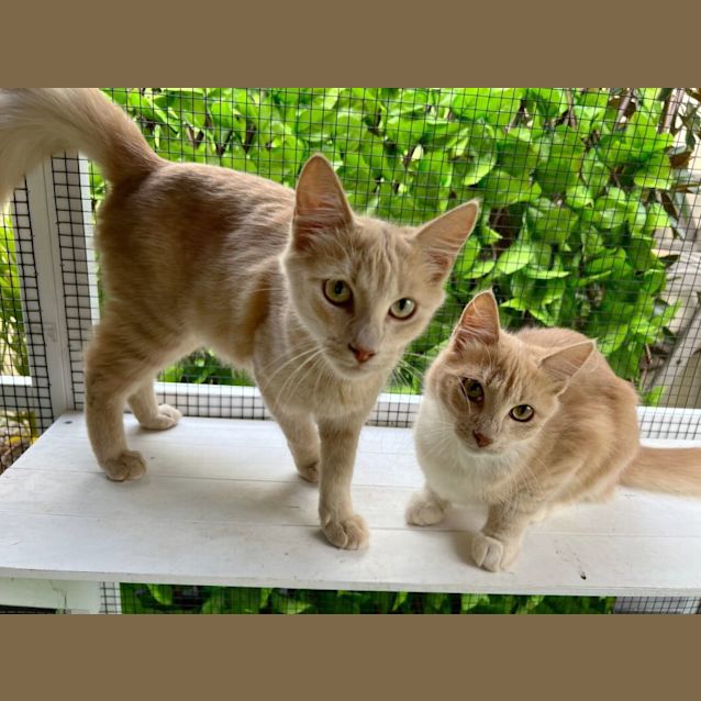 Photo of 🧡 Bailey 🧡