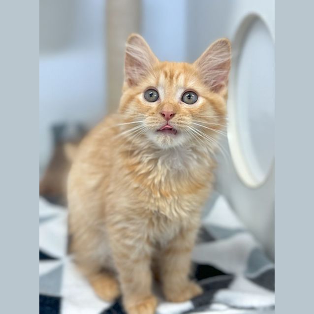 Photo of Chip