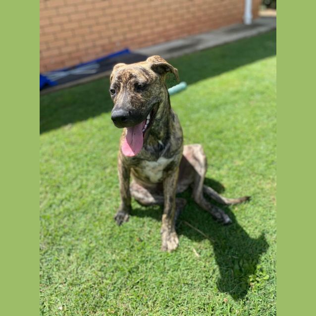 Photo of Porky *$350 Adoption Fee*
