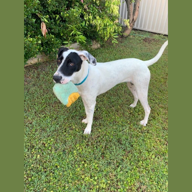 Photo of Sundae *$150 Adoption Fee*