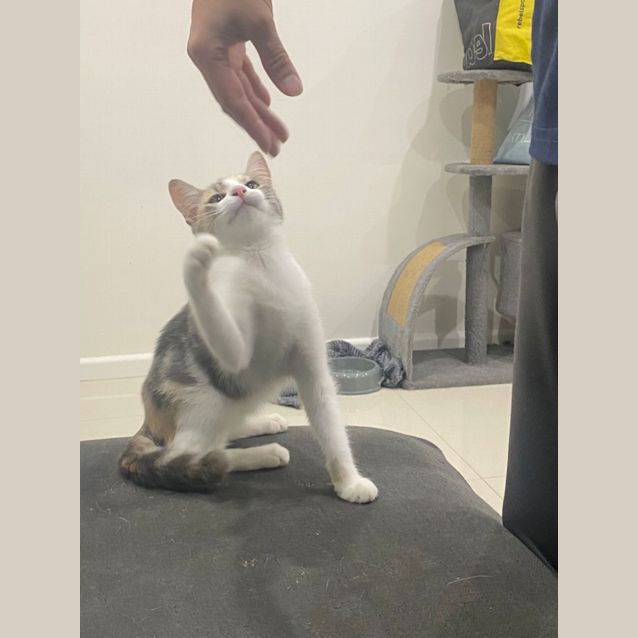 Photo of Milkshake