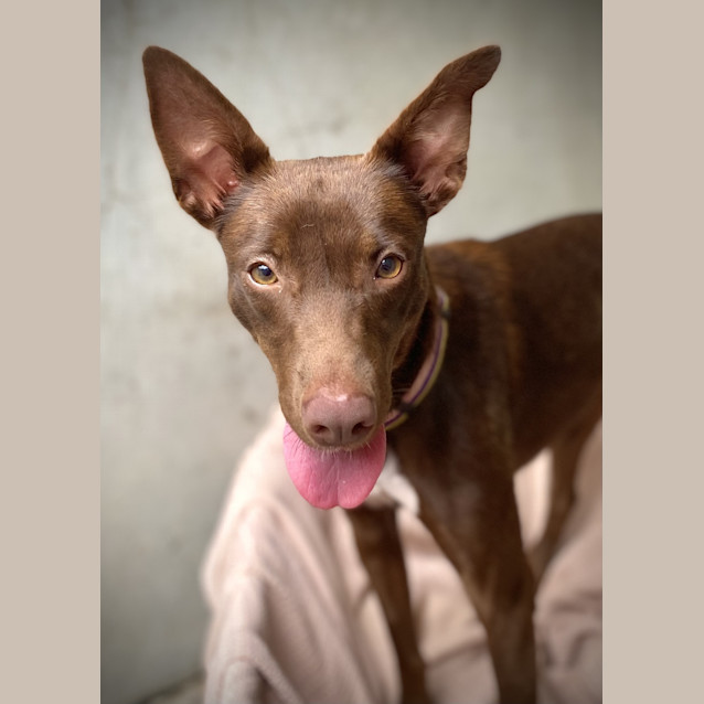Photo of Zippy