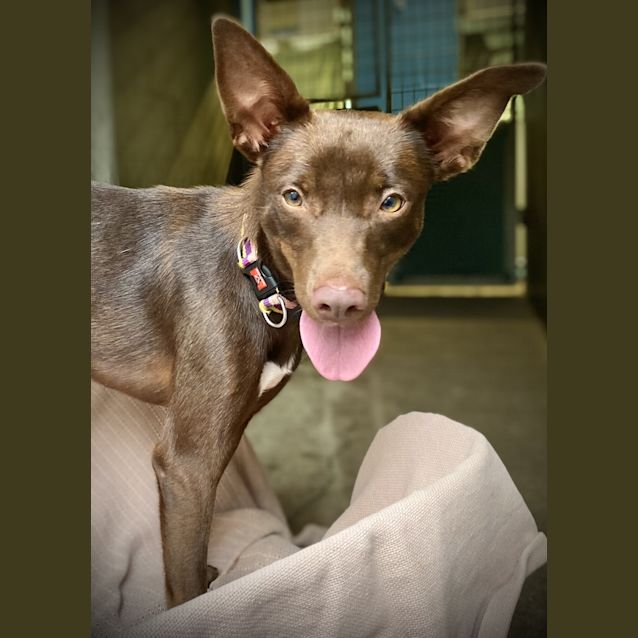 Photo of Zippy