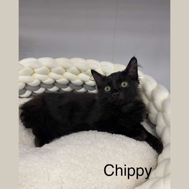 Photo of Chippy 