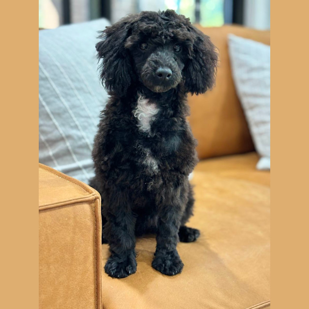 Photo of Buzz