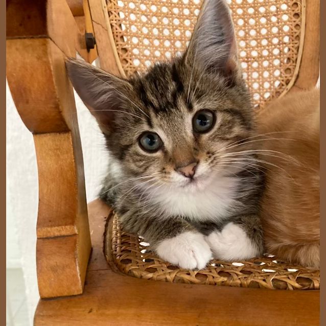 Photo of Bruce   Located In Ivanhoe