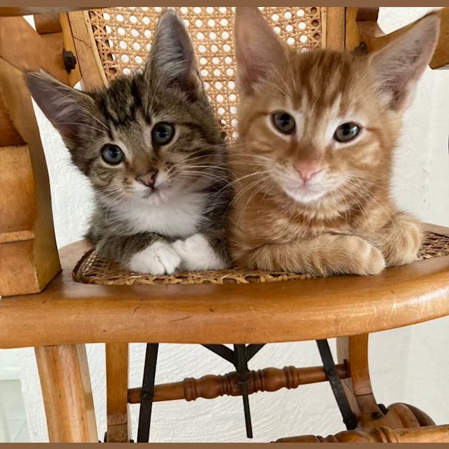 Photo of Bruce   Located In Ivanhoe