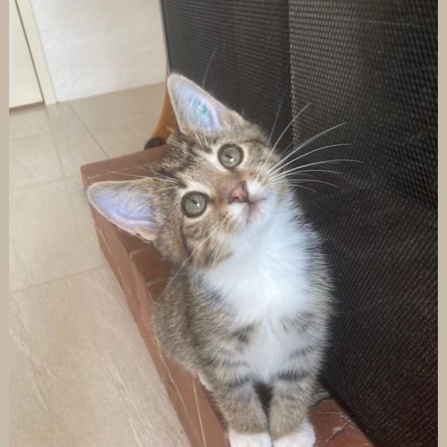 Photo of Bruce   Located In Ivanhoe