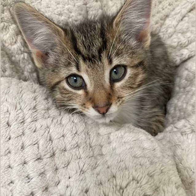 Photo of Bruce   Located In Ivanhoe