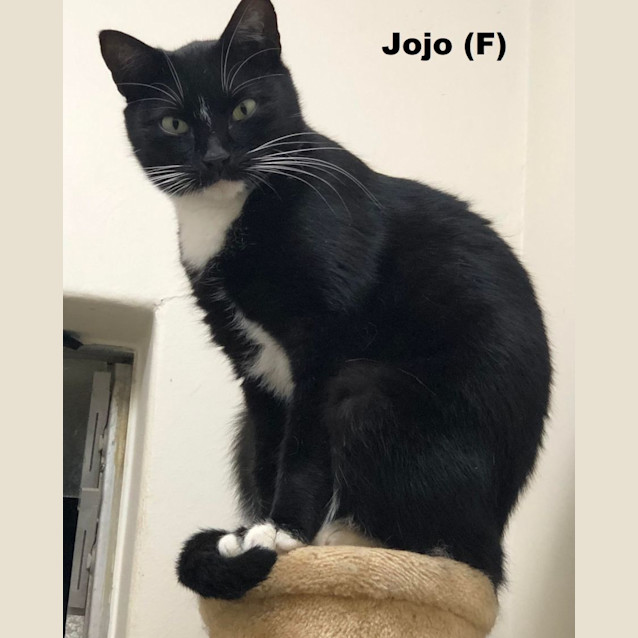 Photo of Jo Jo