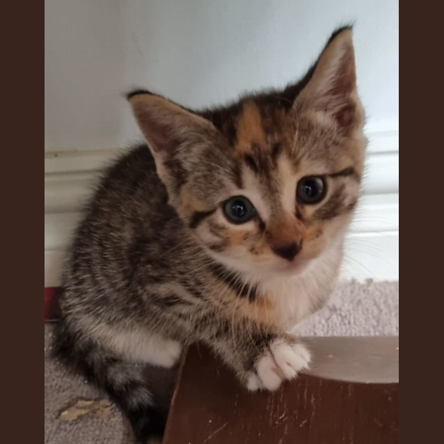 Photo of Gingie