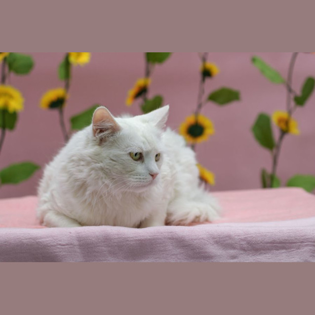 Photo of Ivory **2nd Chance Cat Rescue**