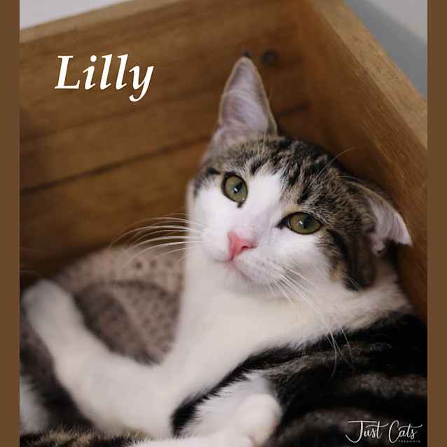 Photo of Lilly