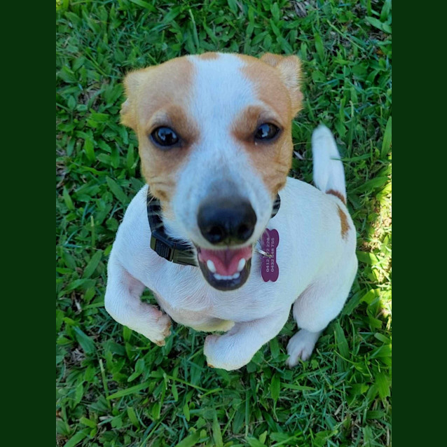 Photo of Honey