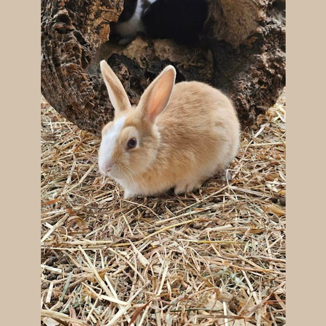 Photo of Knuckles Jnr