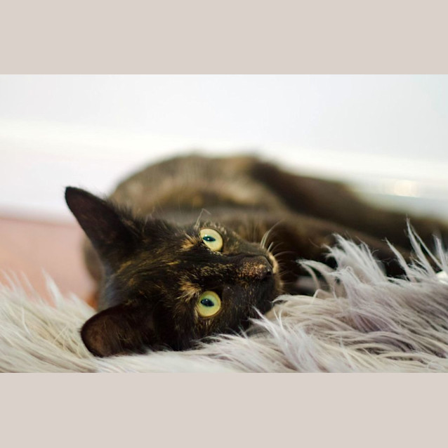 Photo of 💞 Callie 💞